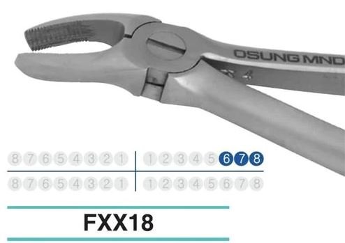 Adult Extraction Forcep, FXX18