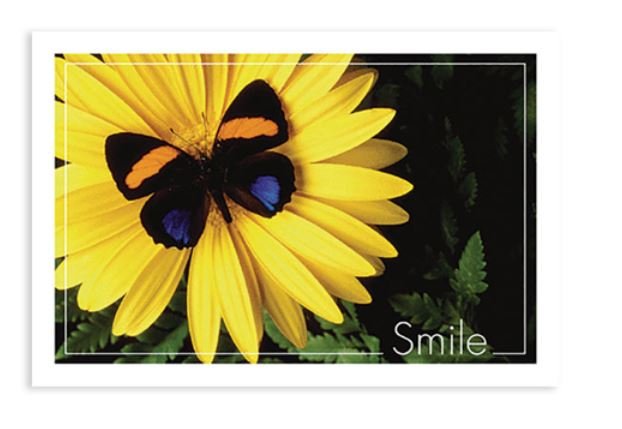 Sherman Dental BUTTERFLY SMILE POSTCARD